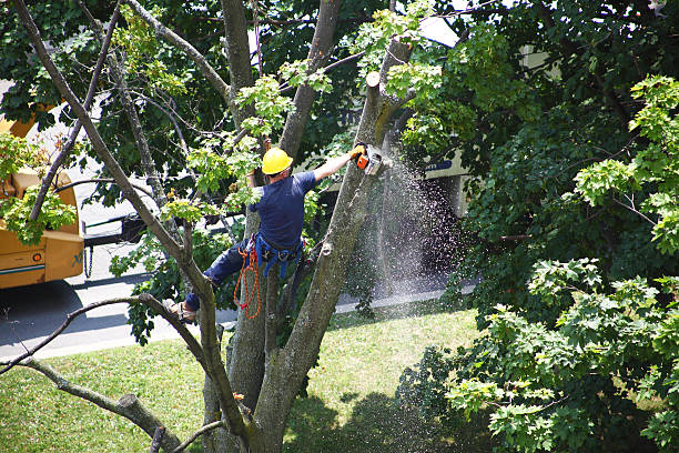 Best Aeration Services  in Atlantic Beach, NY
